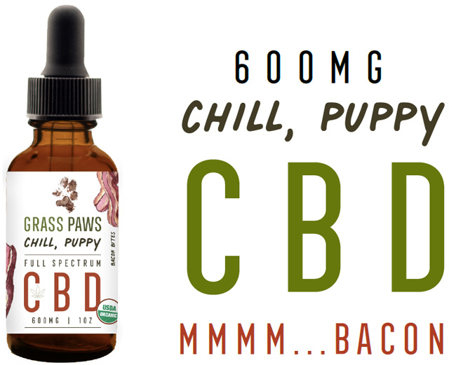 chill-puppy-640