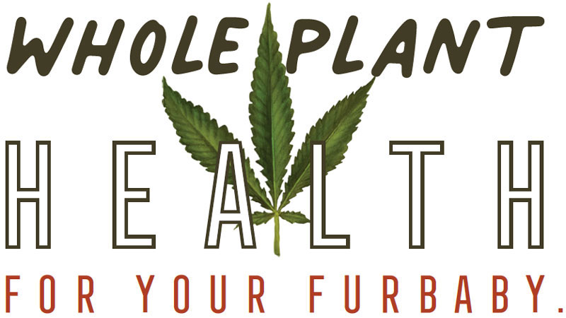 grass-paws-whole-plant2