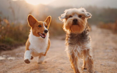Love the Fur You’re In: CBD for Pet Allergies