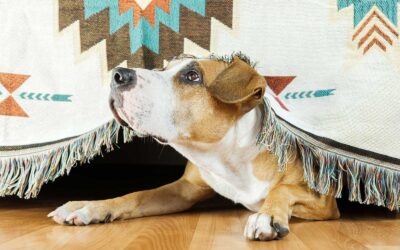 Can CBD help PTSD in our Pets?