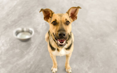 Welcome Home: Rescue Pets + CBD