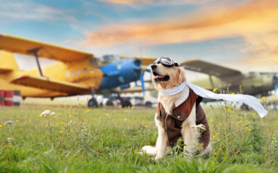Can I Fly with My Pet’s CBD?