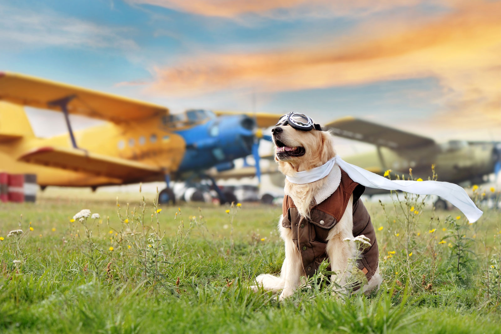 Can_I_Fly_with_My_Pets_CBD_05_20_21