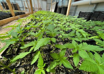 JUNE_GROWING_FOR-_YOU_6_7_21b-6