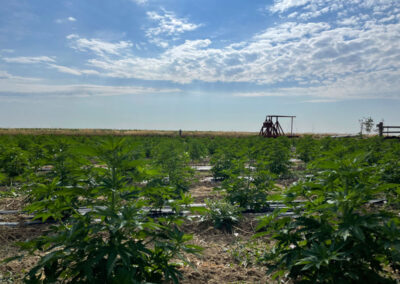 Farm_Update_8_2_21_e