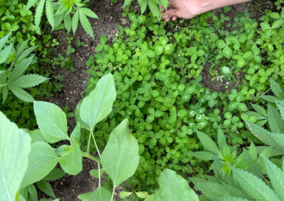 Farm_Update_8_2_21_f