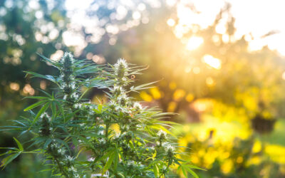 2021 Hemp + Heart Harvest is Here!