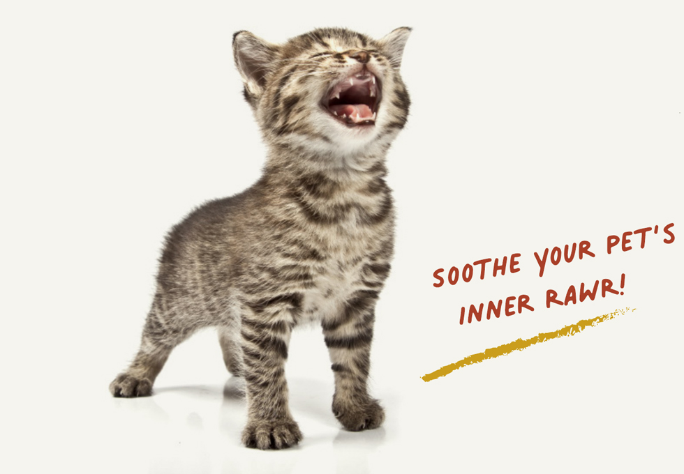 calm-kitty-980-1