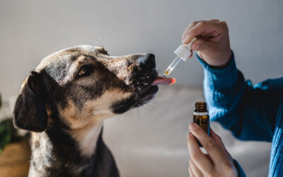 CBD For Dogs: 5 Frequently Asked Questions