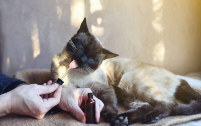 How to Give Your Pet GRASS PAWS CBD Hemp Oil