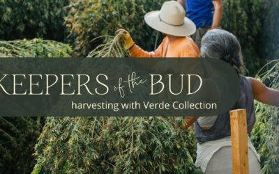 Keepers of the Buds! (📷Harvest Images Included!)
