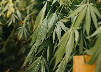 Keepers-of-the-Buds_10_6_22(2)