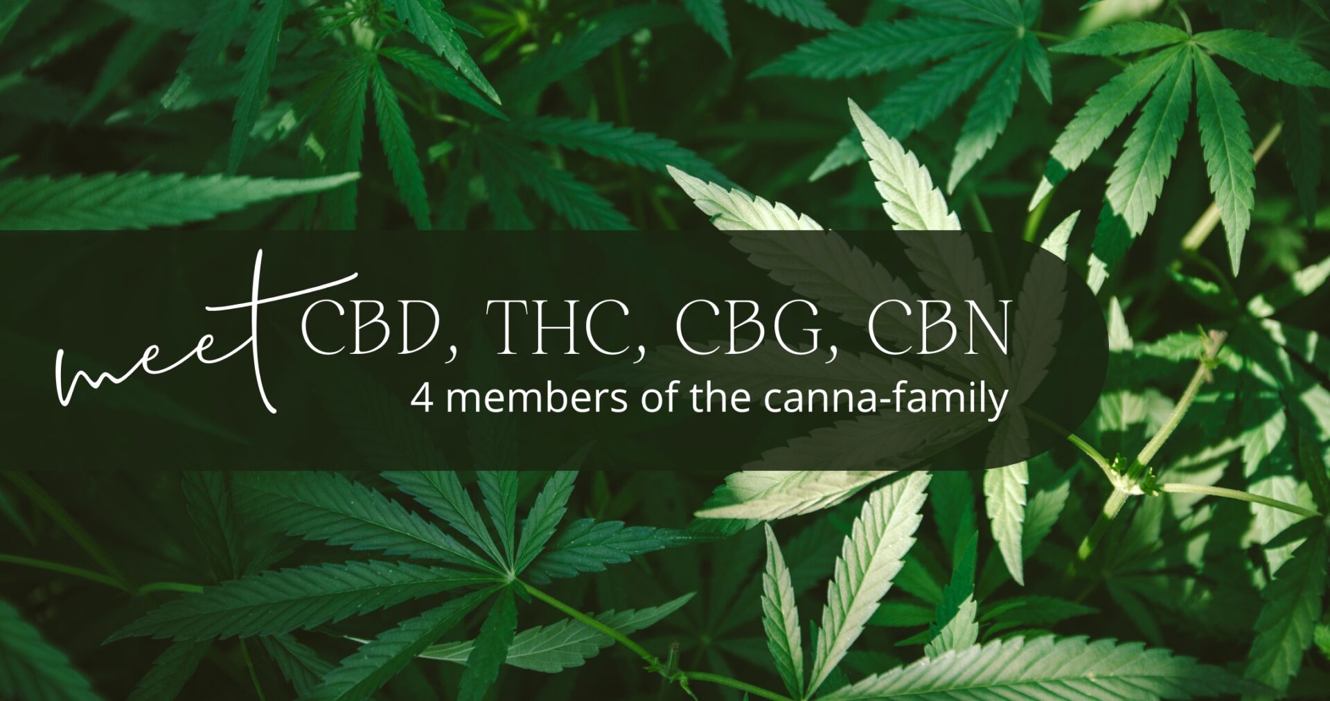 CBD, THC, CBG, and CBN Blog