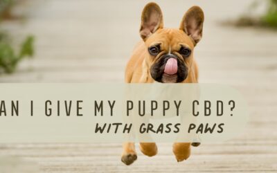CBD for Puppies – What You Need to Know