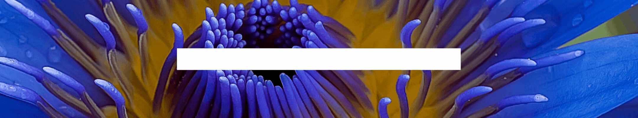 2024-012-19-intention-SPANISH