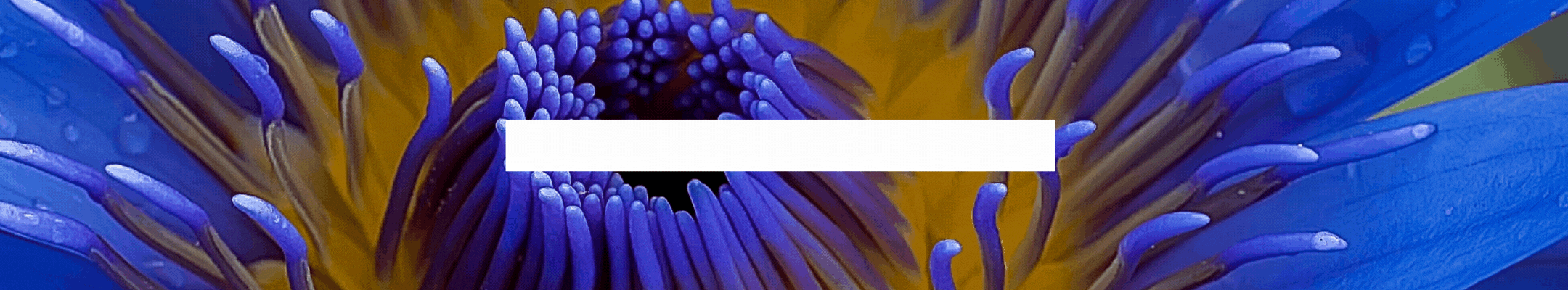 2024-012-19-intention-ENGLISH