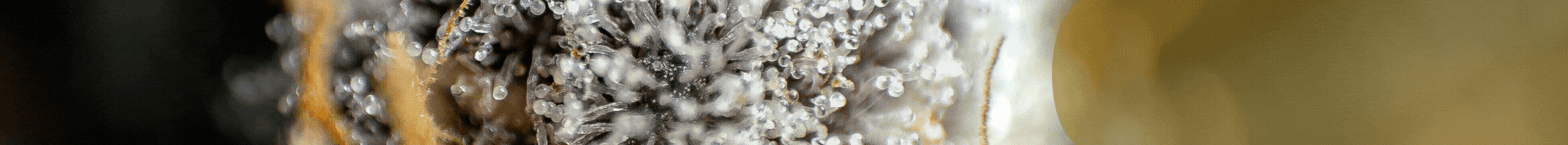 2024-11-20-Gratitude-Campaign-English(1)