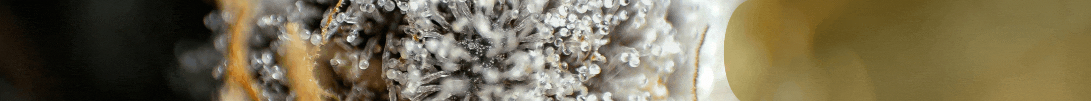 2024-11-20-Gratitude-Campaign-English(1)