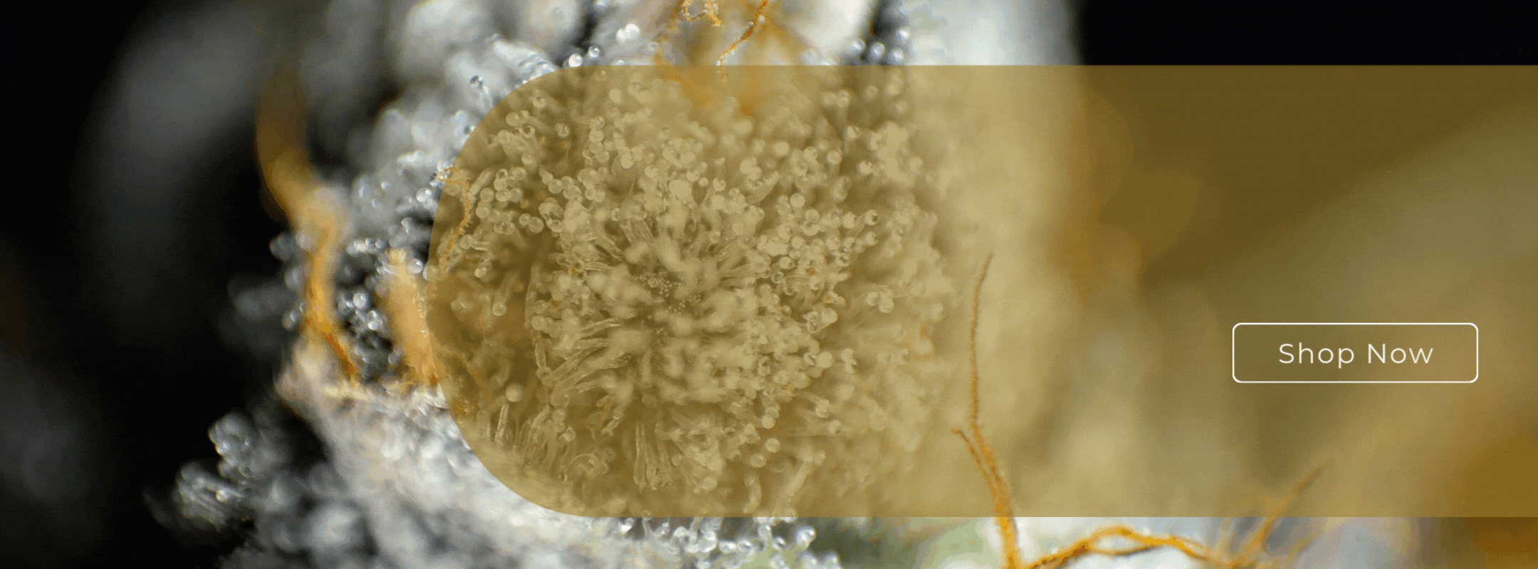 SLIDER 1 (2160 × 800 px)